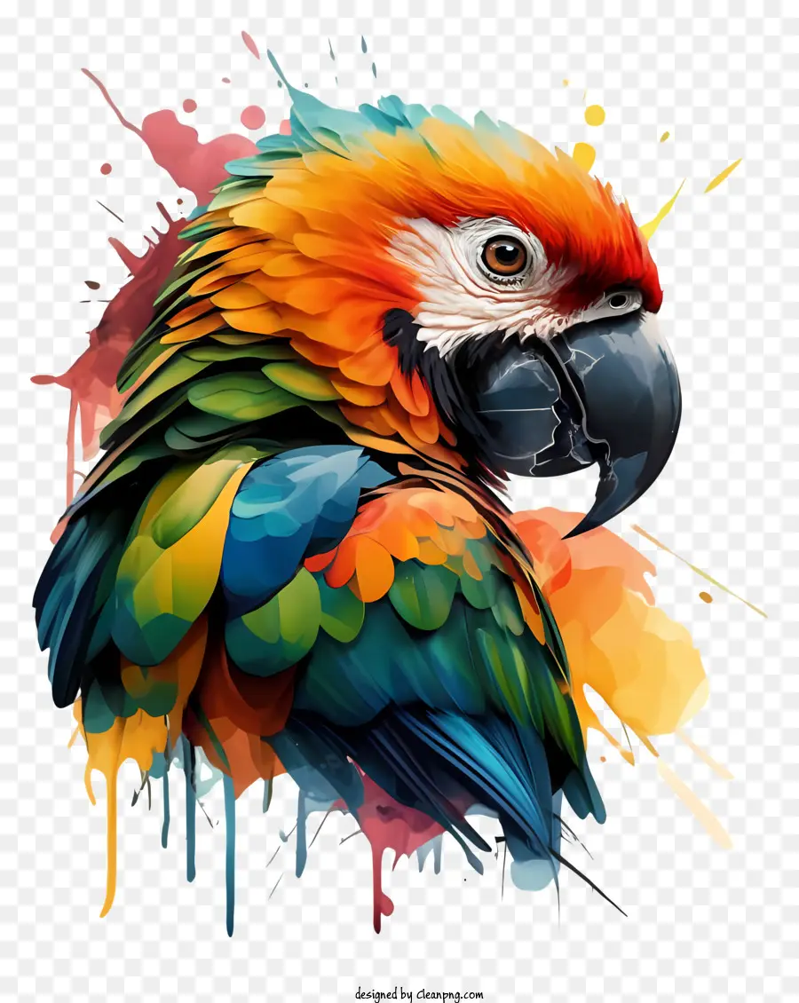 Aves，Loro Colorido PNG