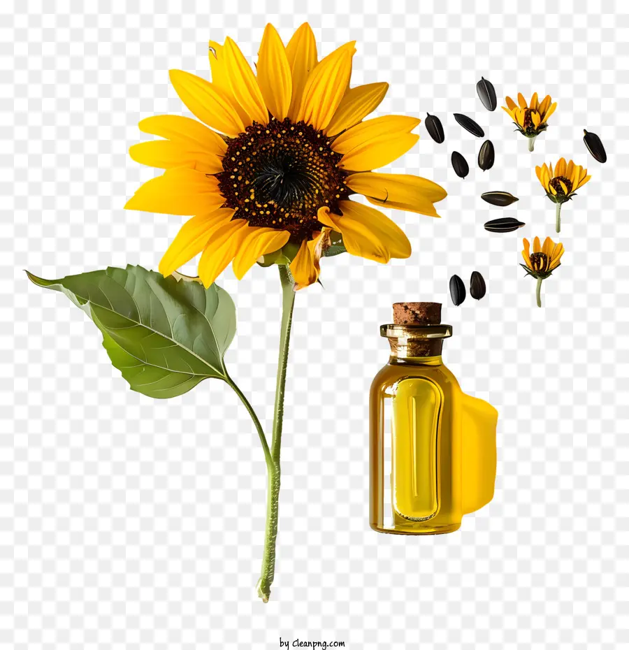 Aceite De Girasol，Girasol PNG