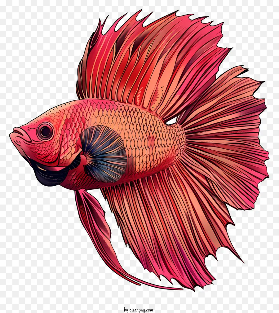 Peces Tropicales，Los Peces Betta PNG