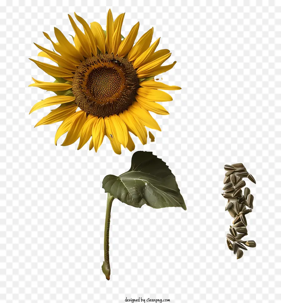 Girasol Y Semillas，Girasol PNG