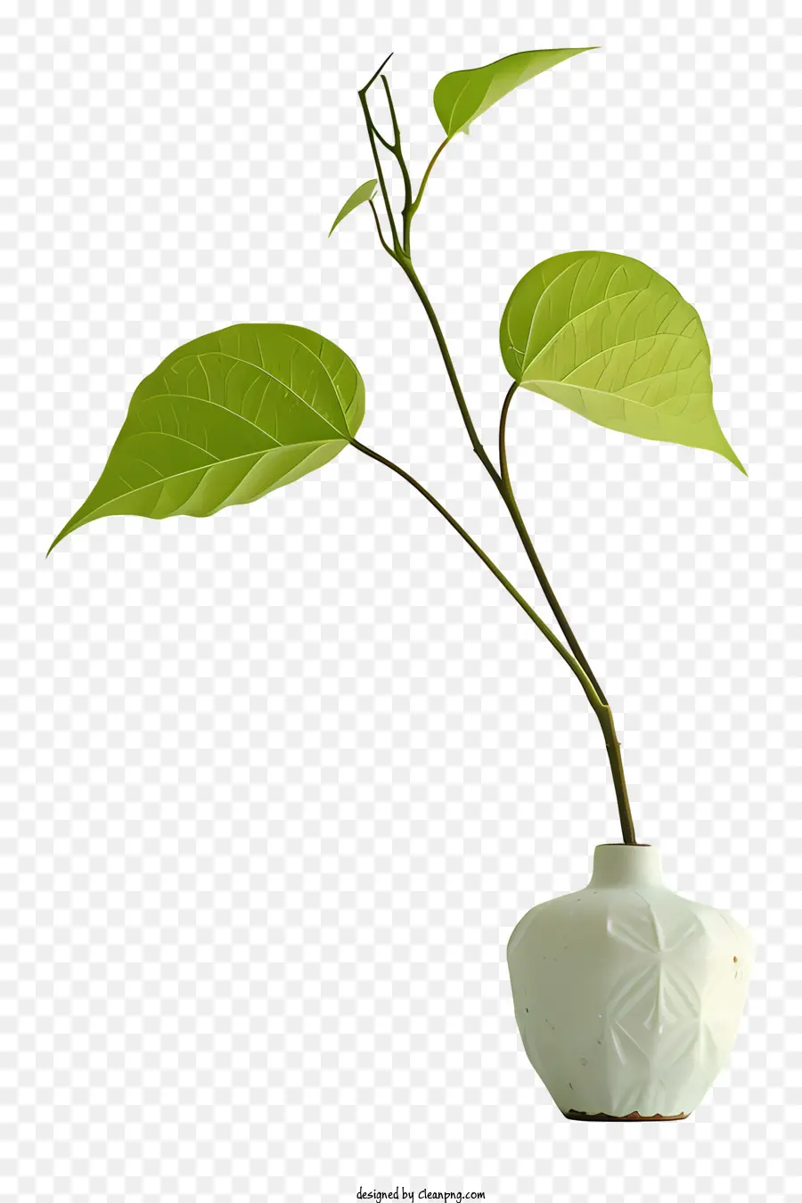 Florero，Planta PNG