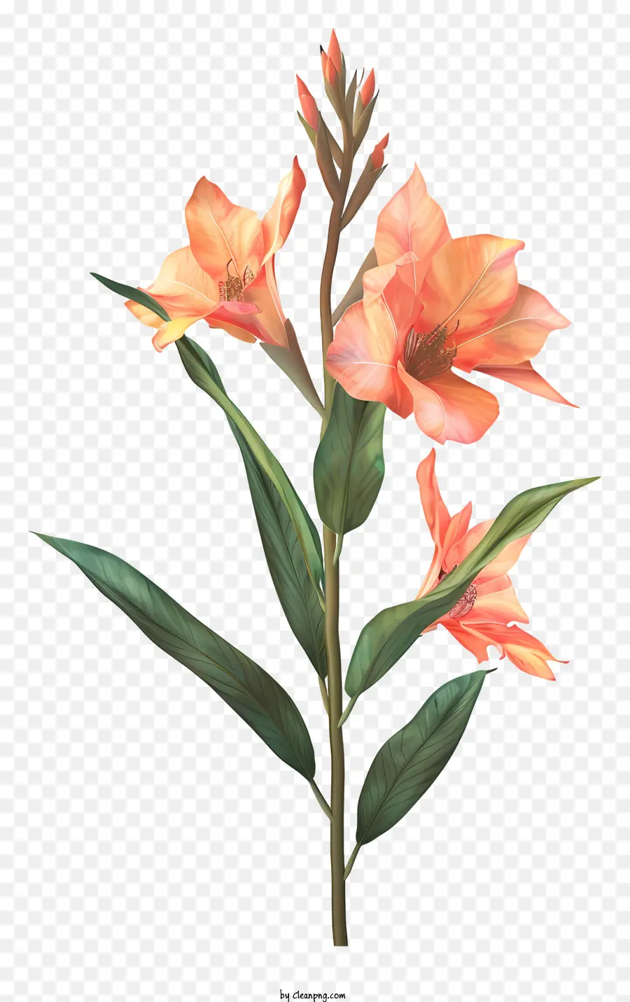 Flor De Canna Indica，Nardo PNG