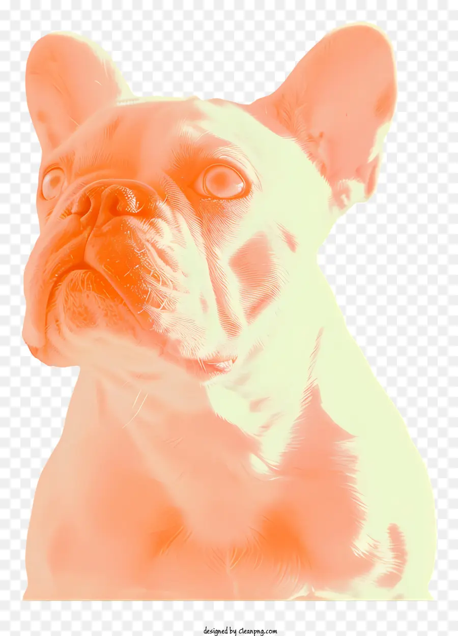 Bulldog Francés，Perro PNG