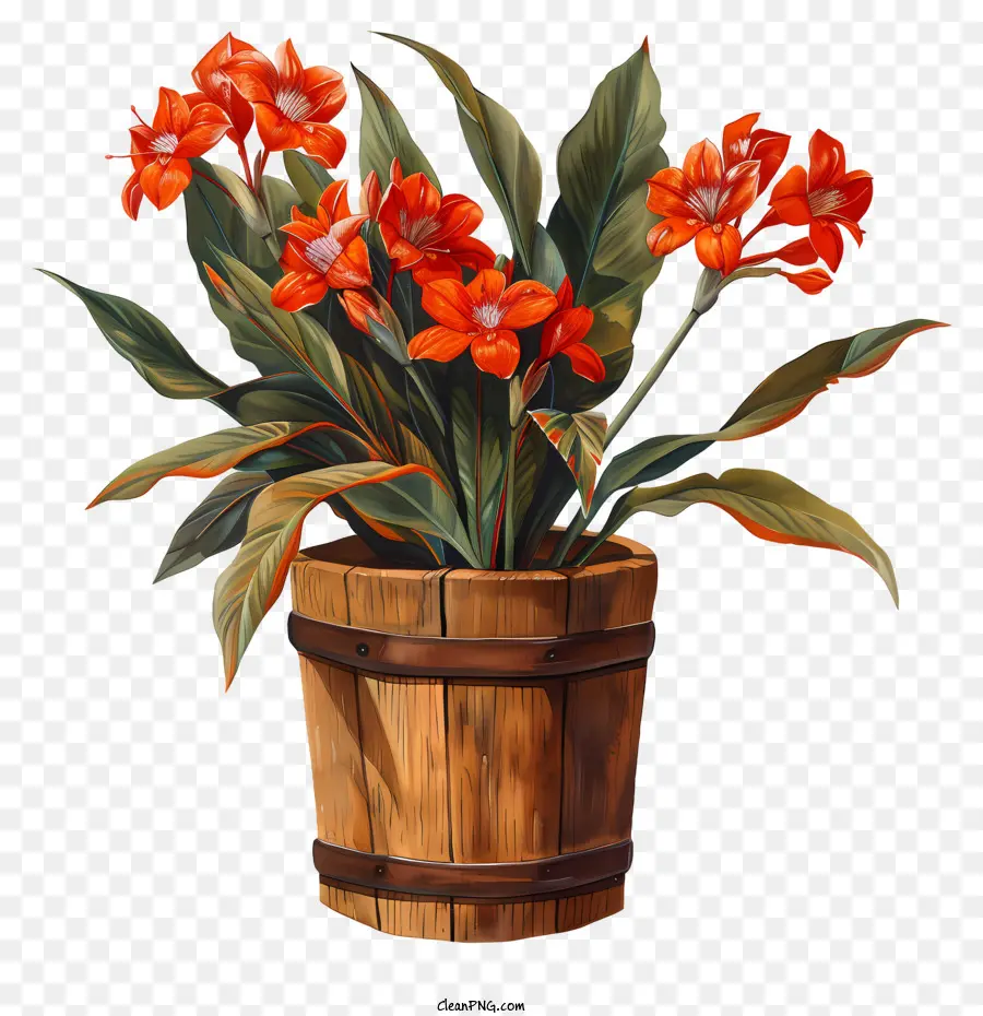 Flores De Canna Indica，Flores Rojas En Maceta PNG