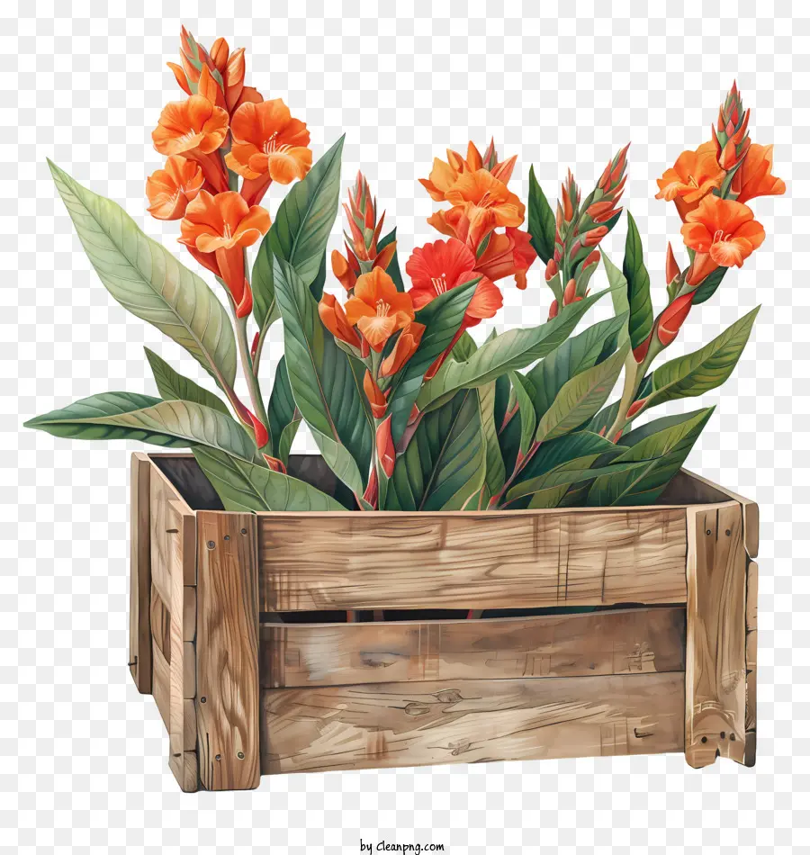 Flores De Canna Indica，Plantador De Madera PNG