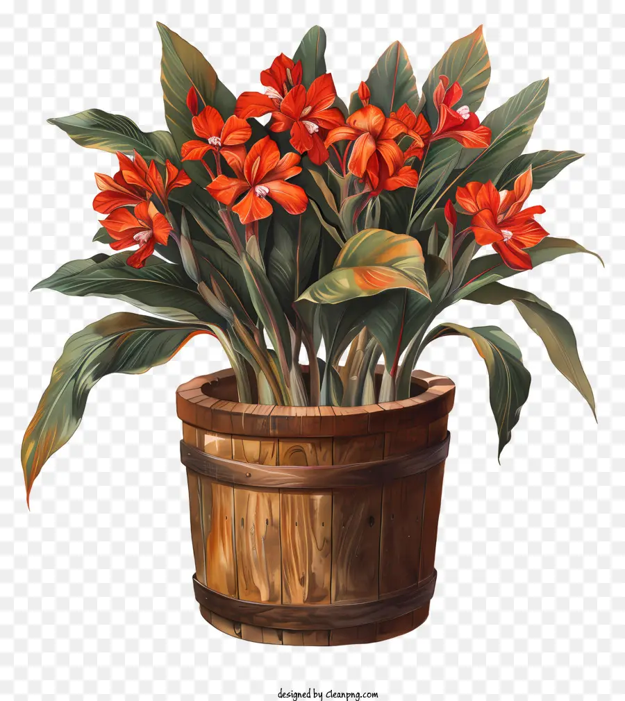 Flores De Canna Indica，Plantas De Color Rojo PNG