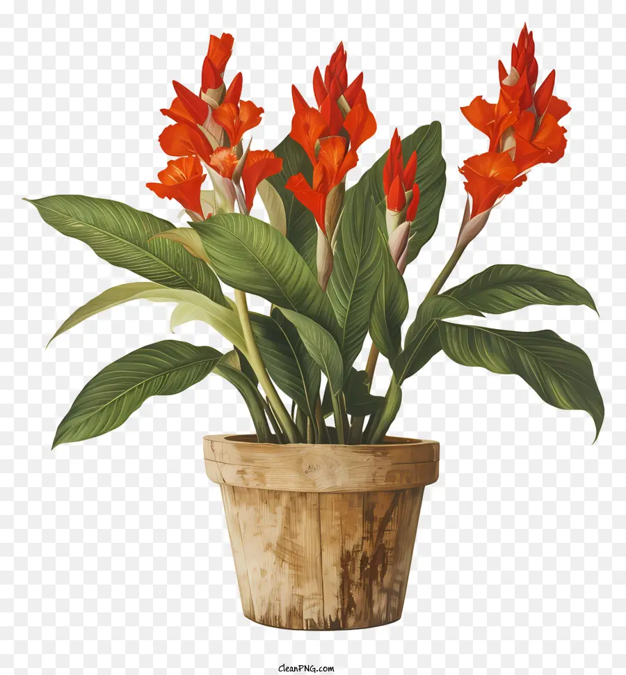 Flores De Canna Indica，Flores Rojas En Maceta PNG