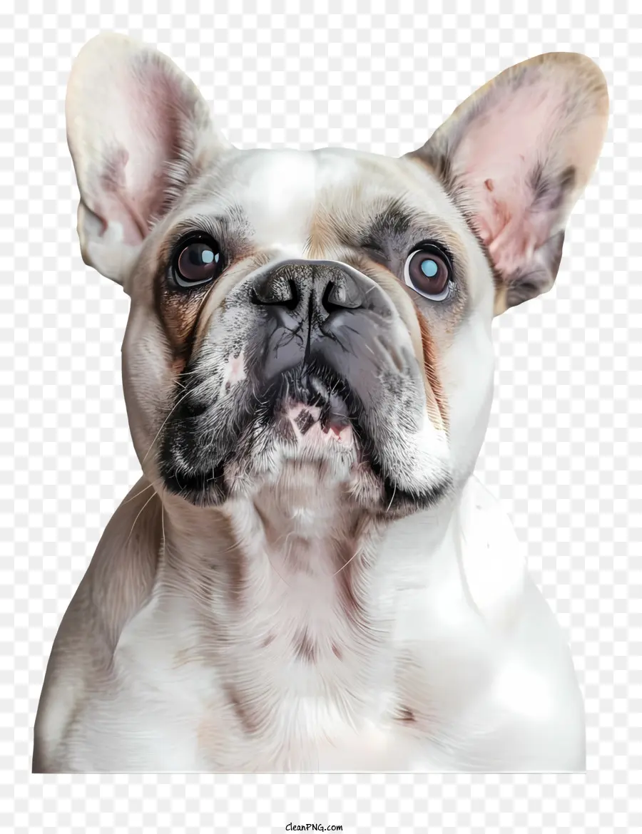 Bulldog Francés，Blanco PNG