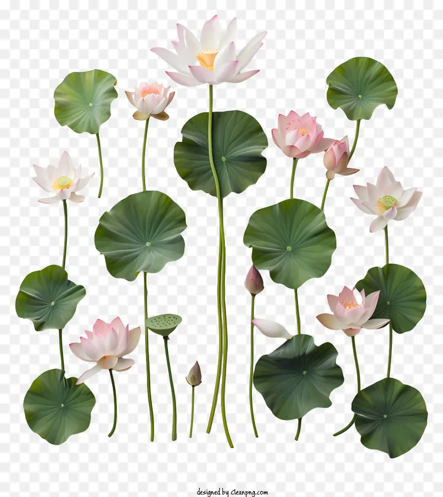 Las Flores De Loto，Rosa PNG