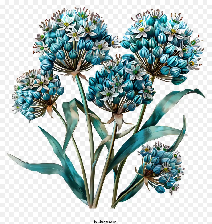 Flores De Allium Giganteum，Flores Azules PNG