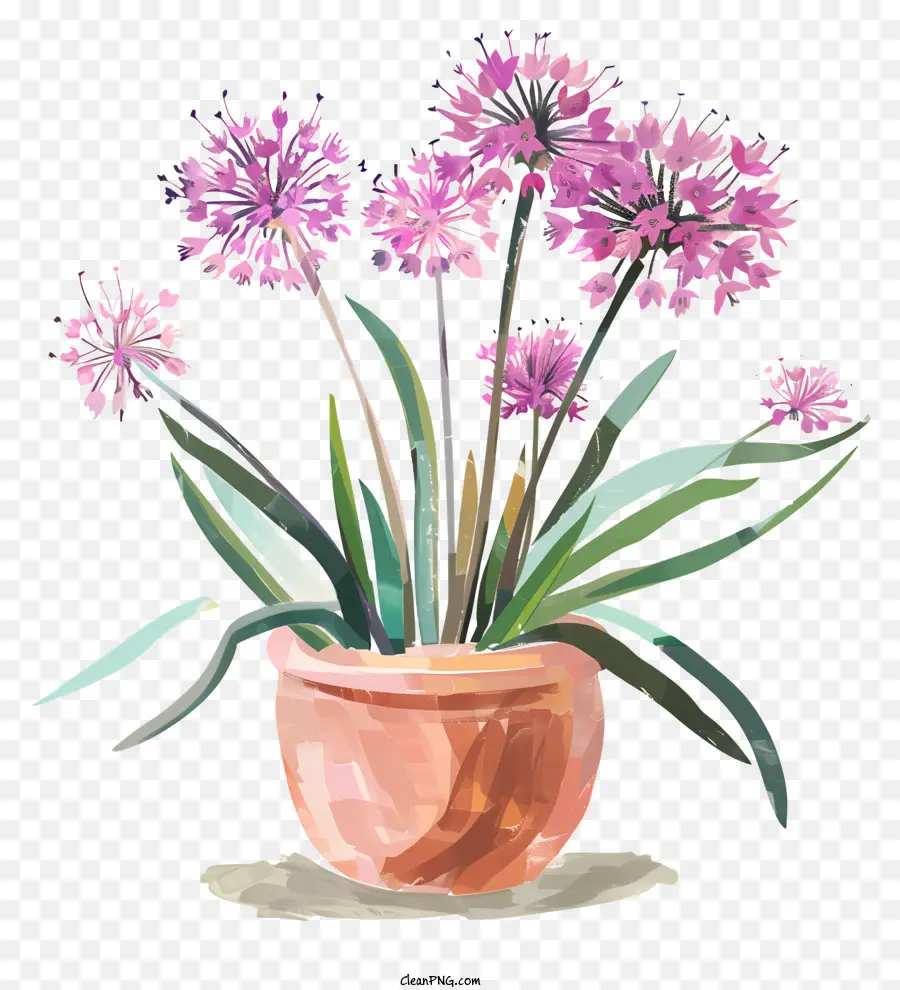 Flores De Allium Giganteum，Maceta De Flores PNG