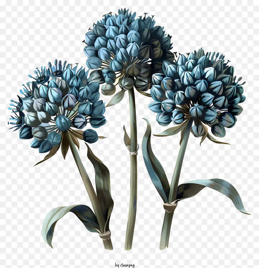 Flores De Allium Giganteum，Flores Blancas PNG