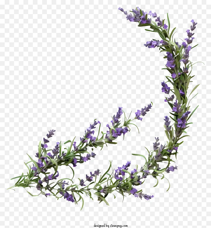 Flores，Lavanda PNG