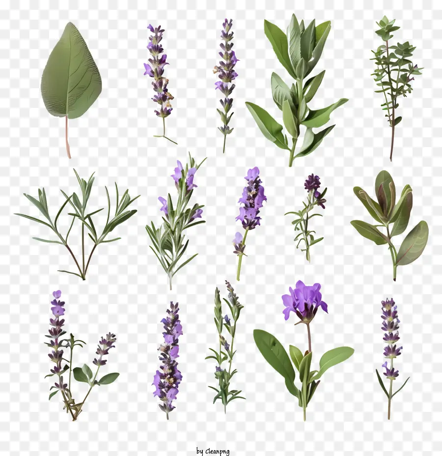 Las Flores De Lavanda，Hierbas PNG