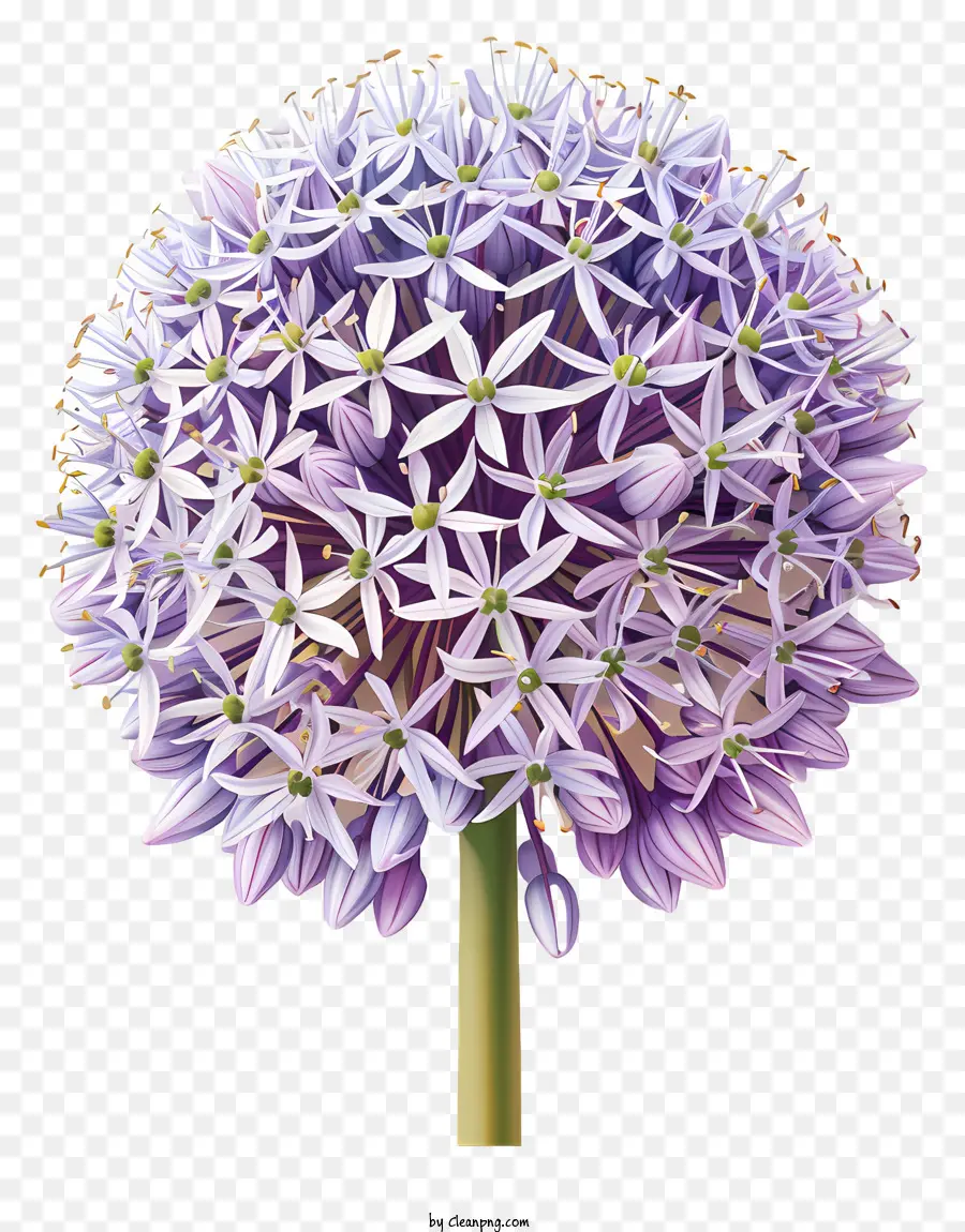 Flores De Allium Giganteum，Flor Morada PNG