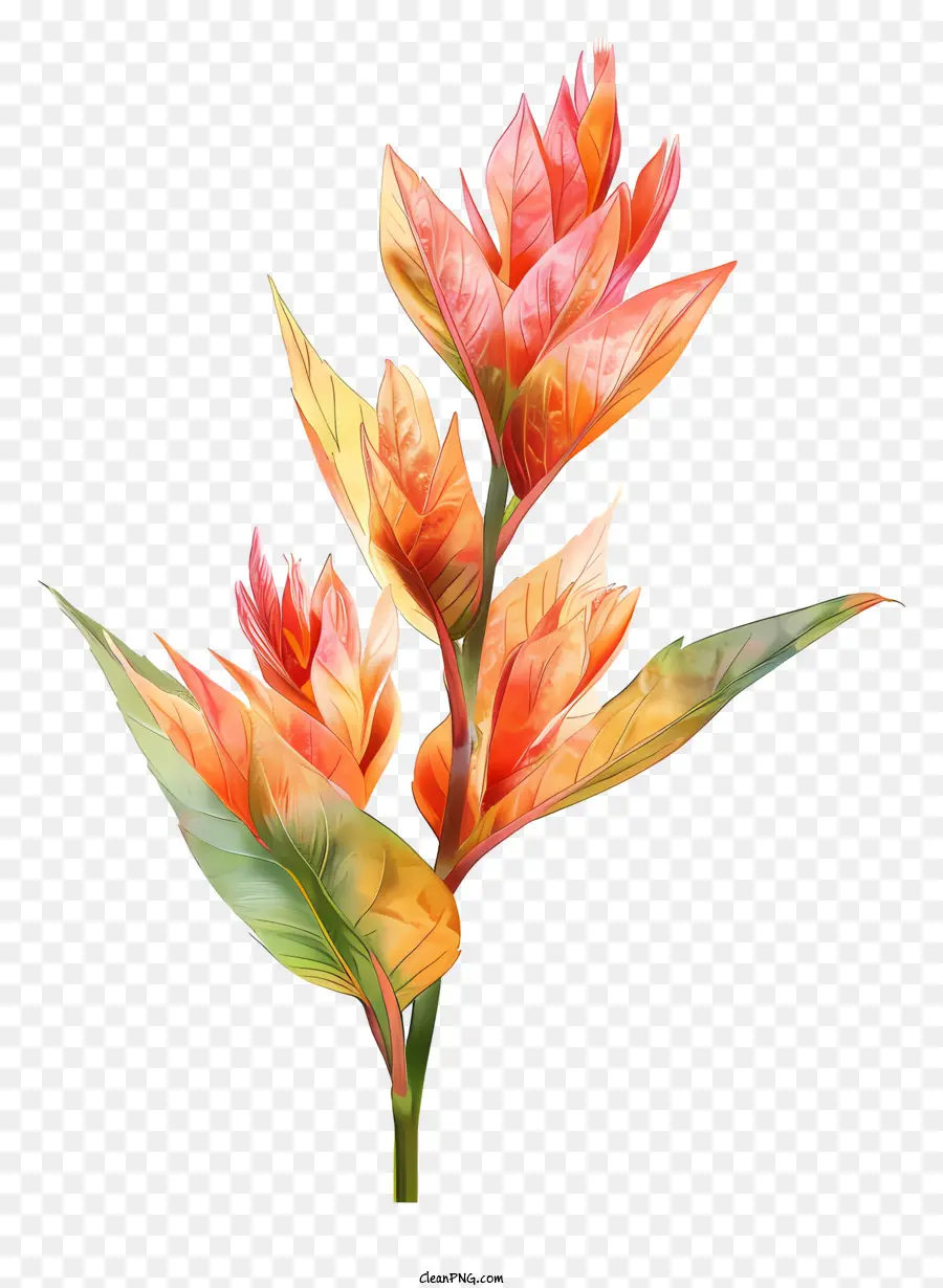 Flor Canana Indica，Flor PNG