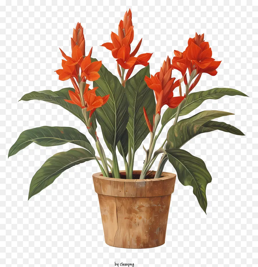 Flor De Canna Indica，Flores Rojas En Maceta PNG