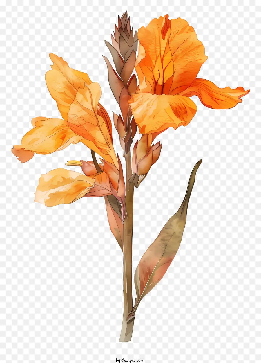 Flor Canana Indica，Pintura A La Acuarela PNG