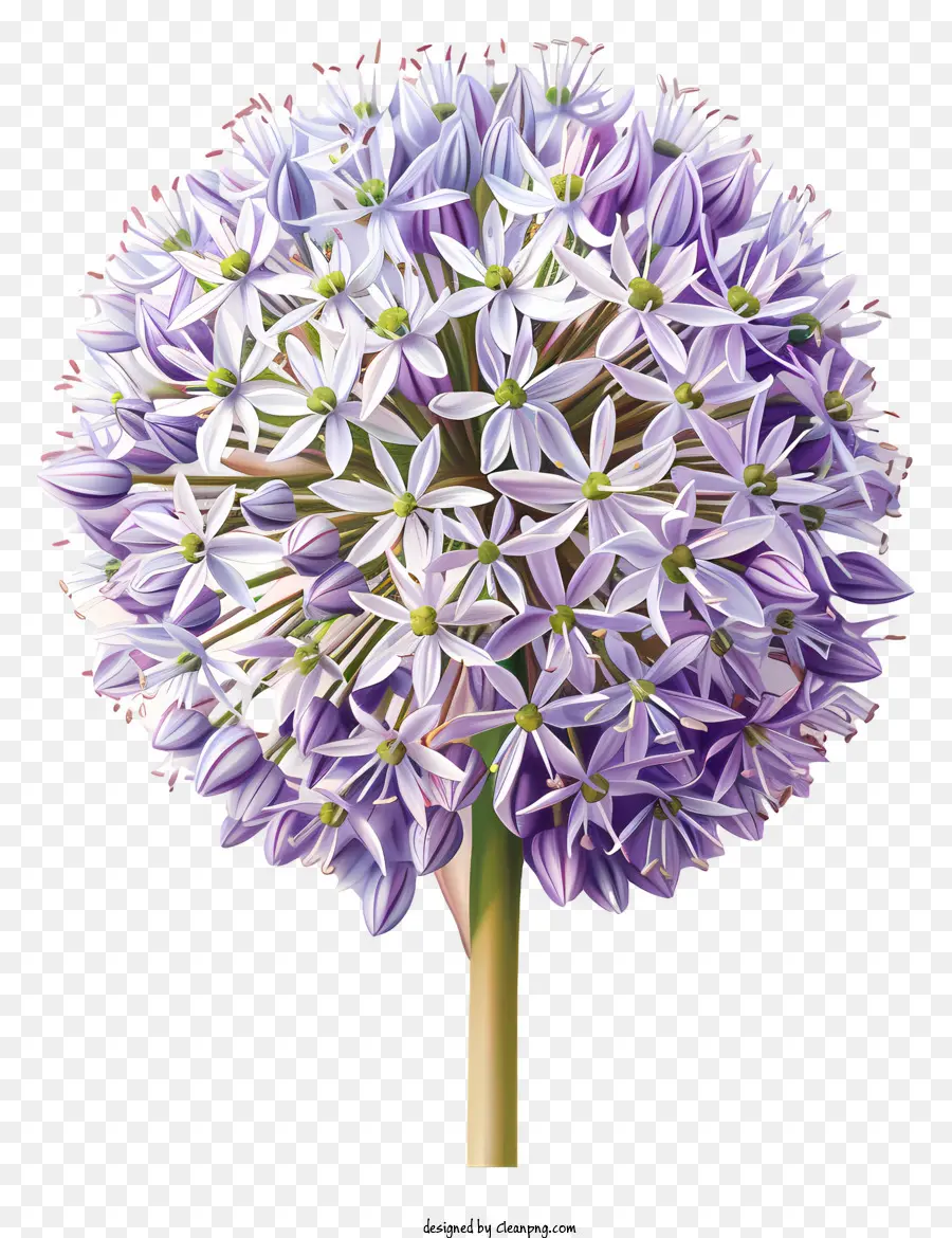 Flores De Allium Giganteum，Flores De Color Púrpura PNG