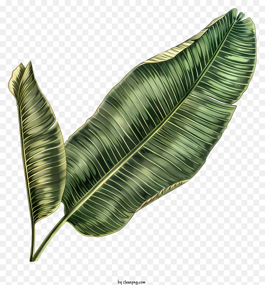 Hoja De Plátano，Plantas Tropicales PNG