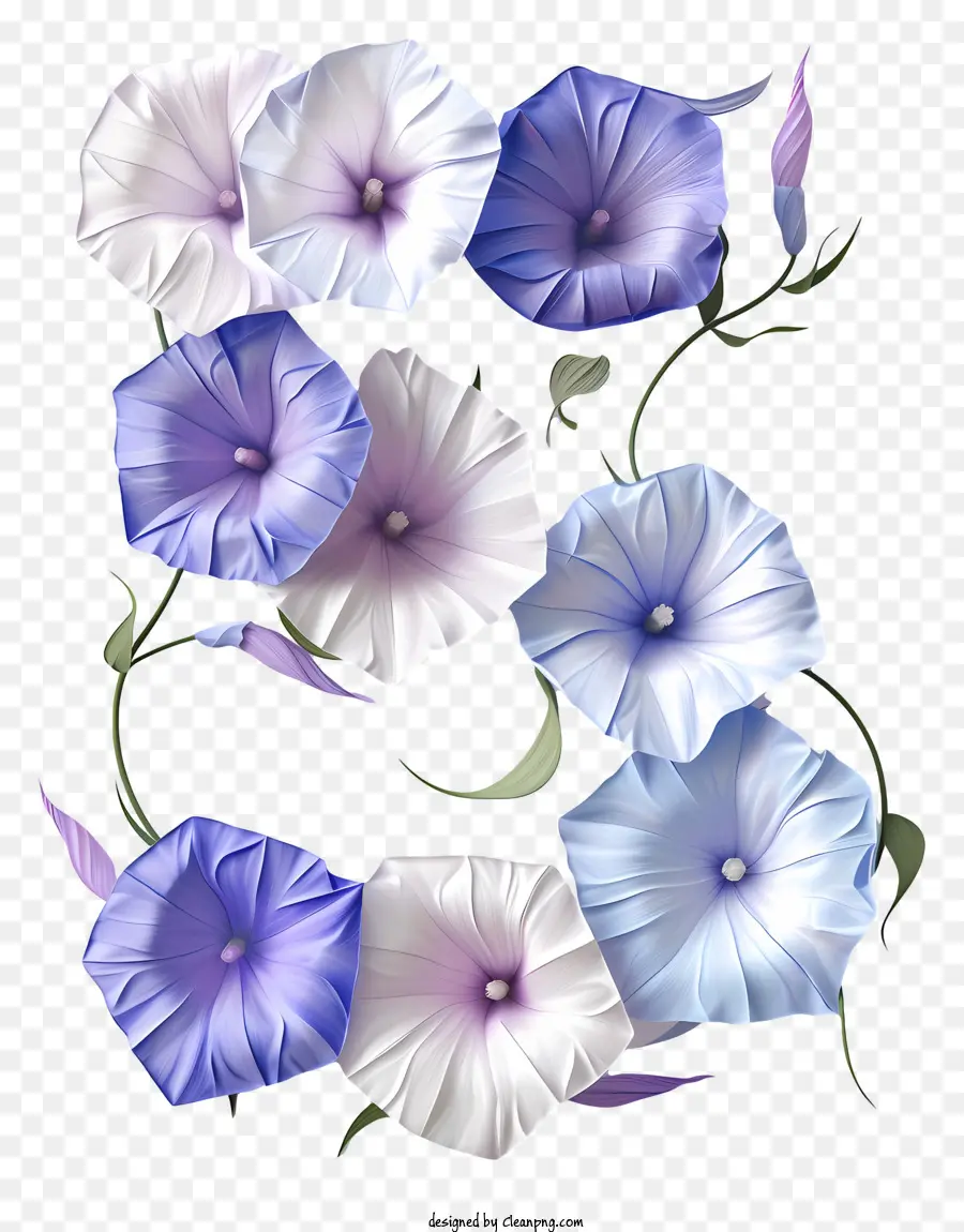 Número Floral Cinco，Glorias De La Mañana PNG