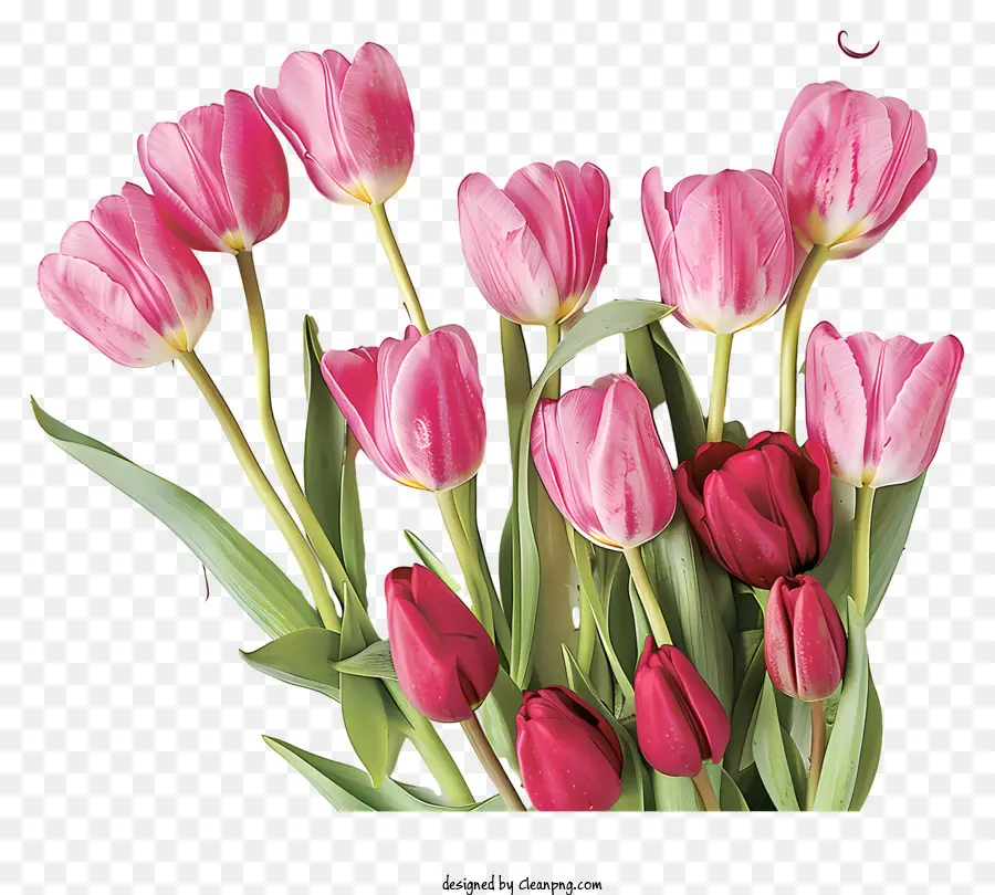 Hola Primavera，Los Tulipanes PNG