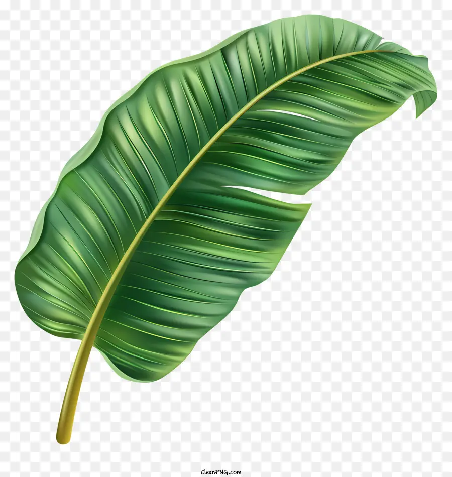 Hoja De Plátano，Verde Hoja PNG