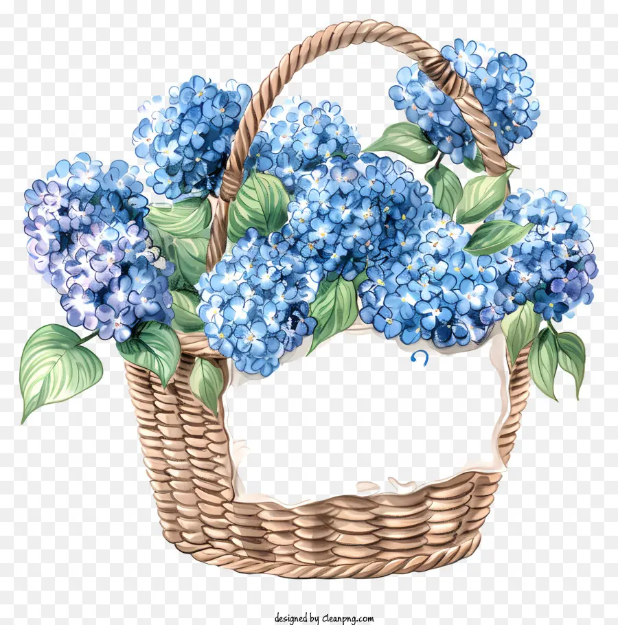 Hola Primavera，Hortensias Azules PNG