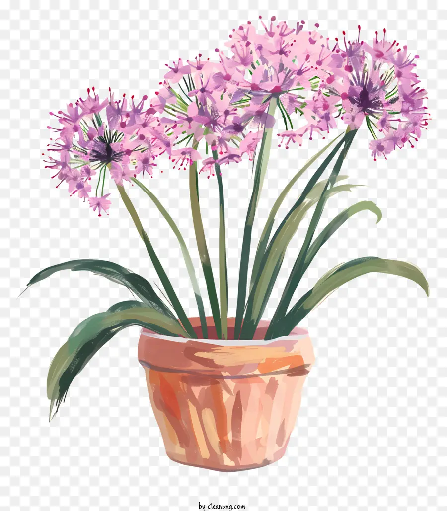 Flores De Allium Giganteum，La Floración De Las Plantas PNG