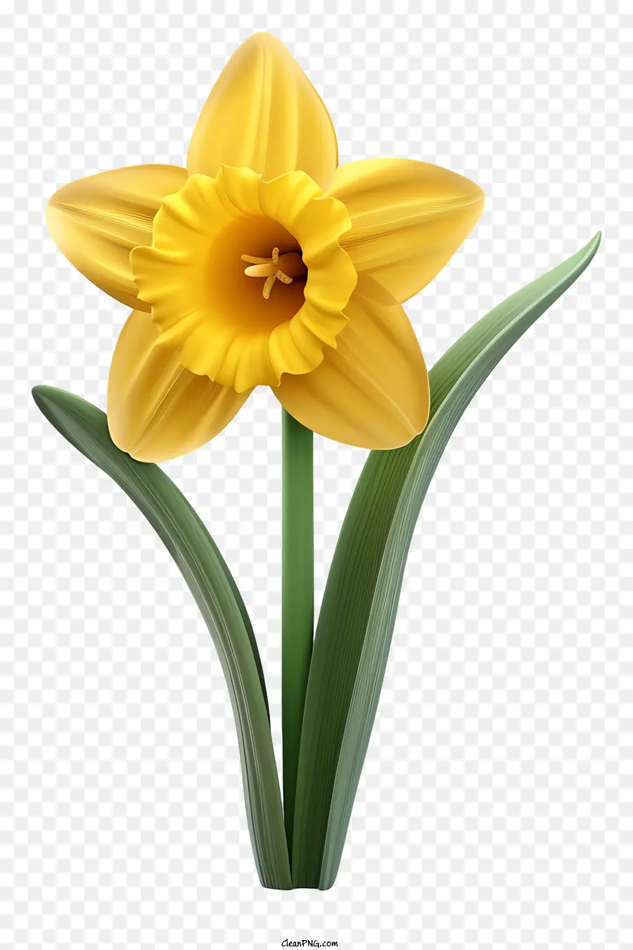 St Davids Día，Narciso Amarillo PNG