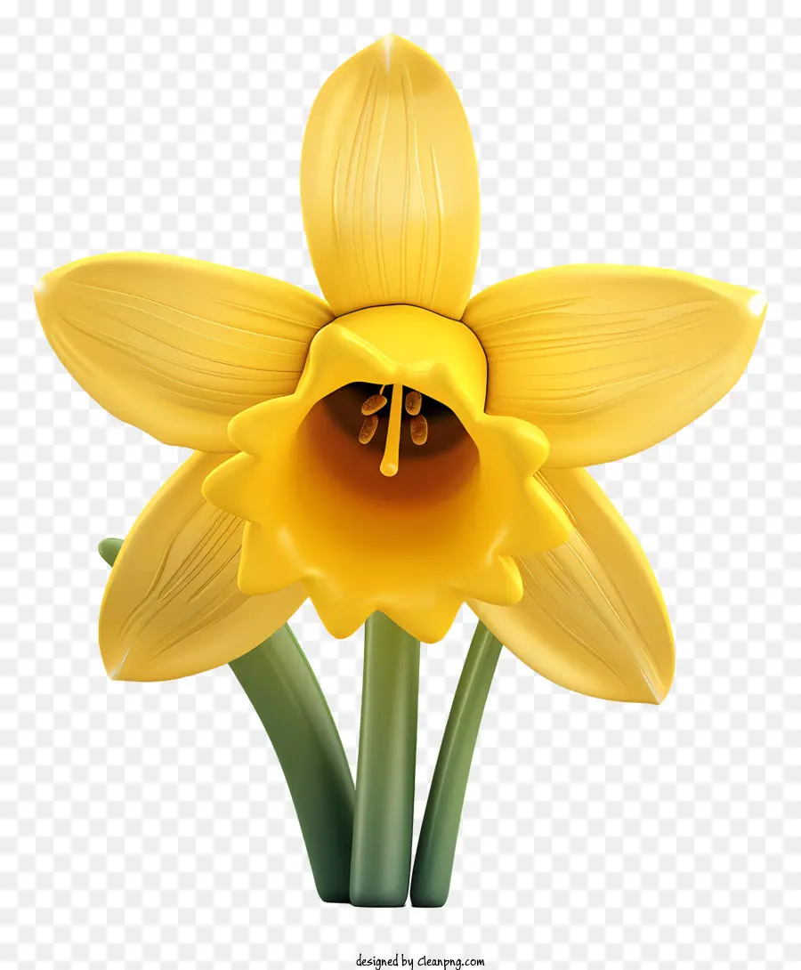 St Davids Día，Narciso Amarillo PNG