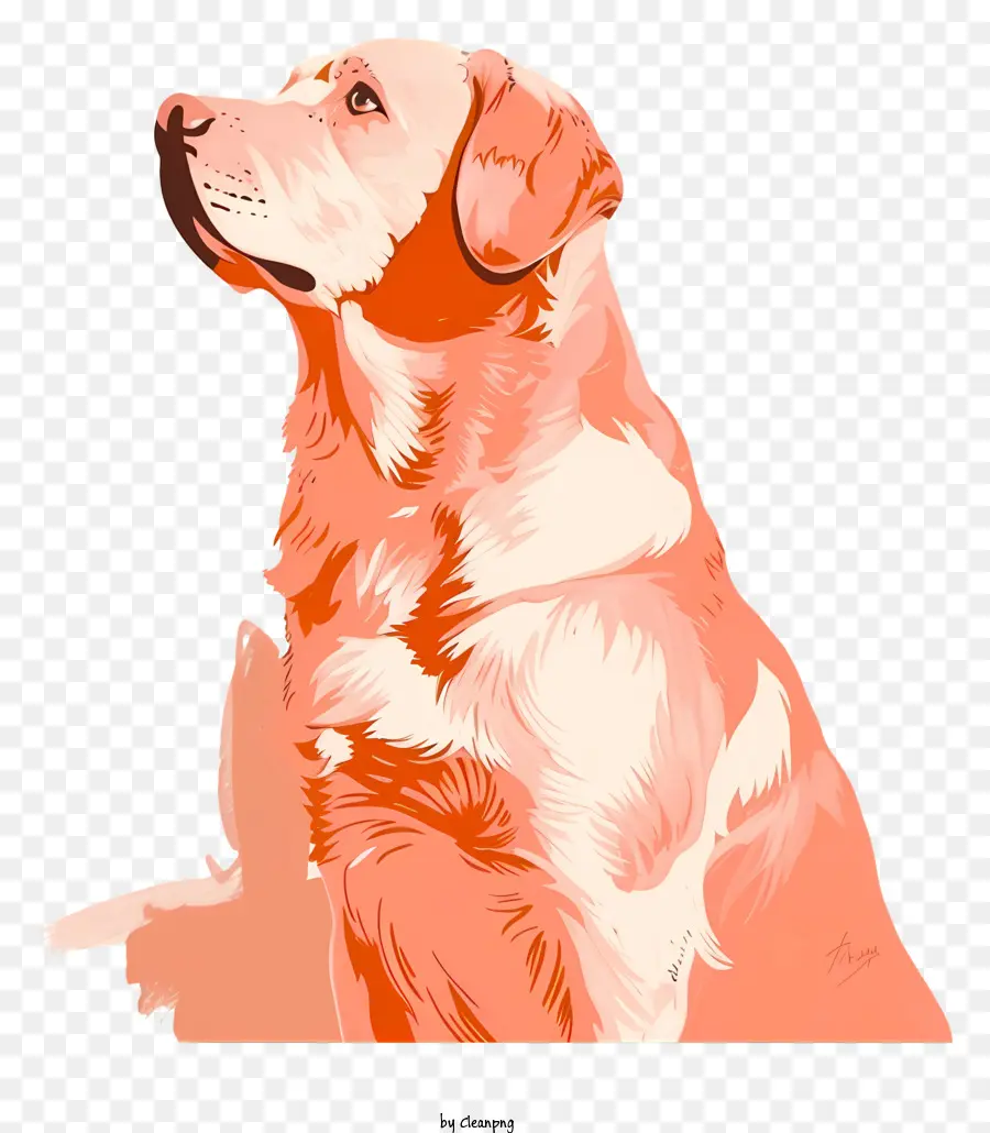 Golden Retriever，Labrador Retriever PNG