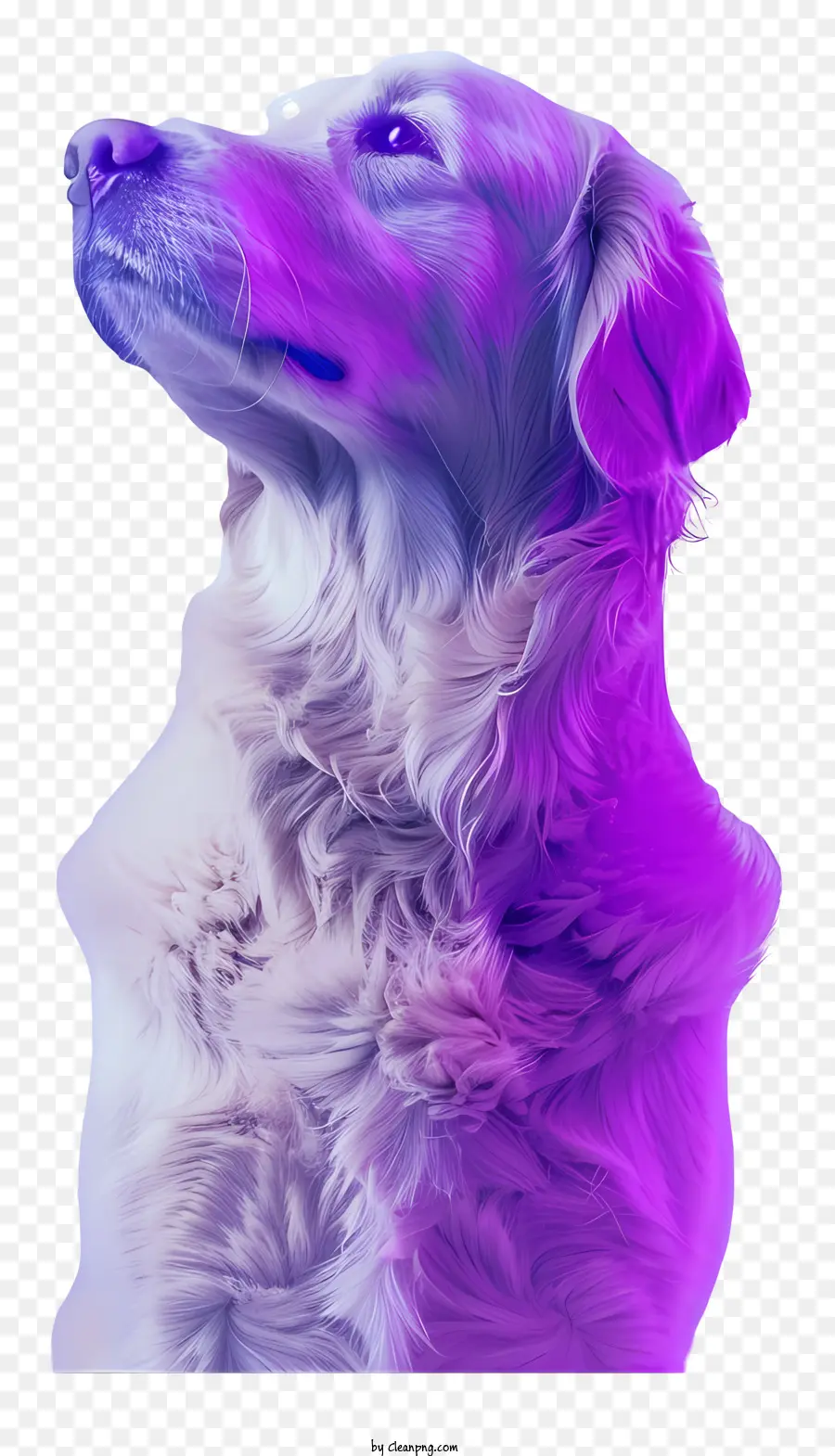 Golden Retriever，Perro Blanco PNG