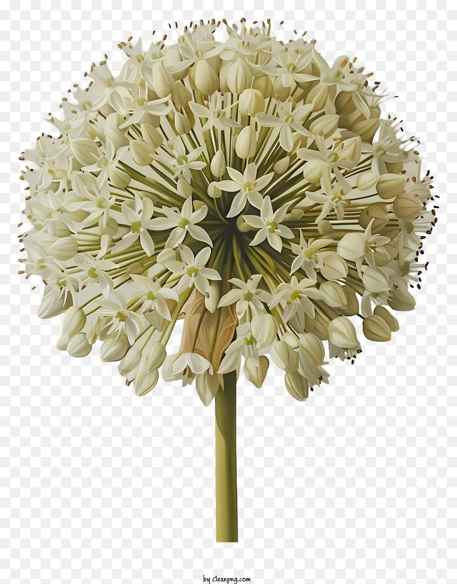 Flores De Allium Giganteum，Flor Blanca PNG