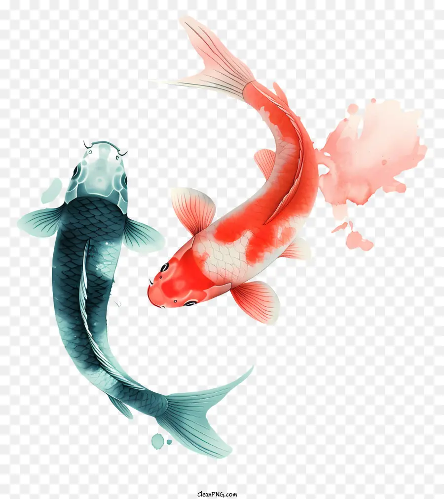 Peces Koi，Pez Koi Azul PNG