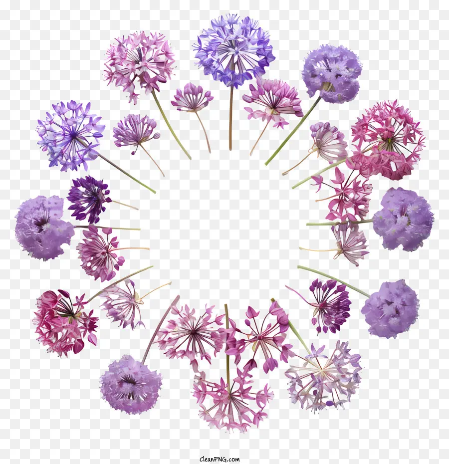 Flores De Allium Giganteum，Flores PNG