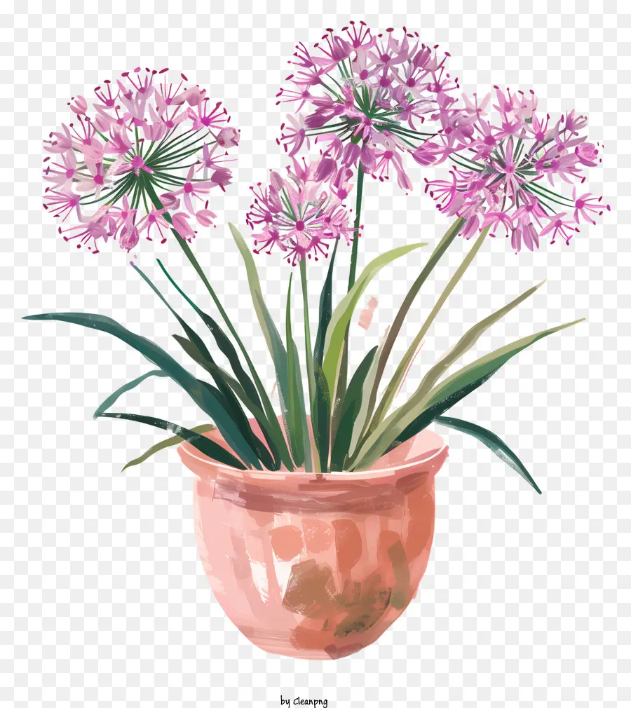 Flores De Allium Giganteum，Pintura A La Acuarela PNG