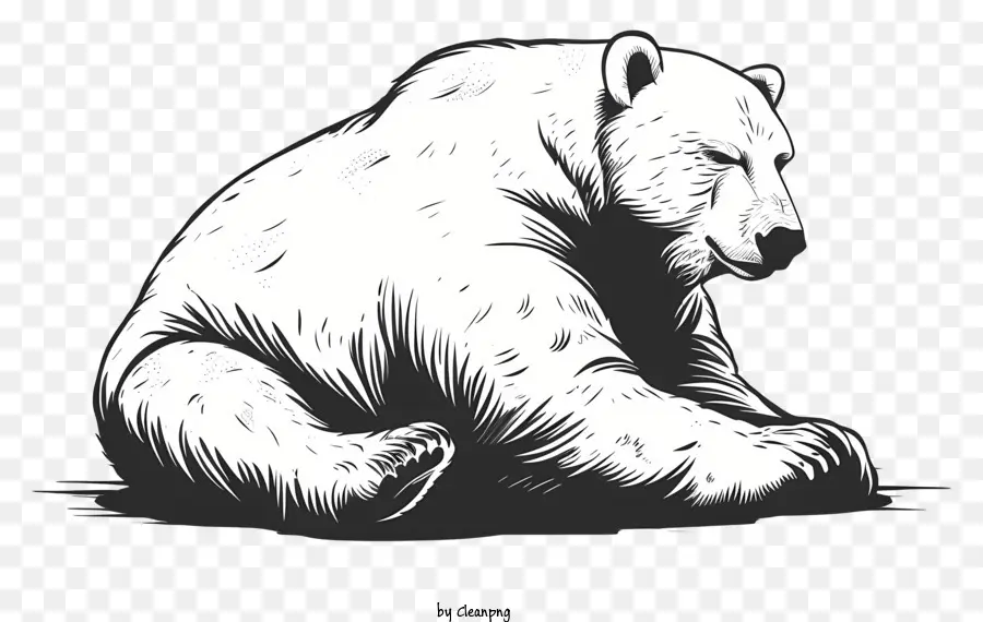 Internacional El Día Del Oso Polar，Oso Blanco PNG