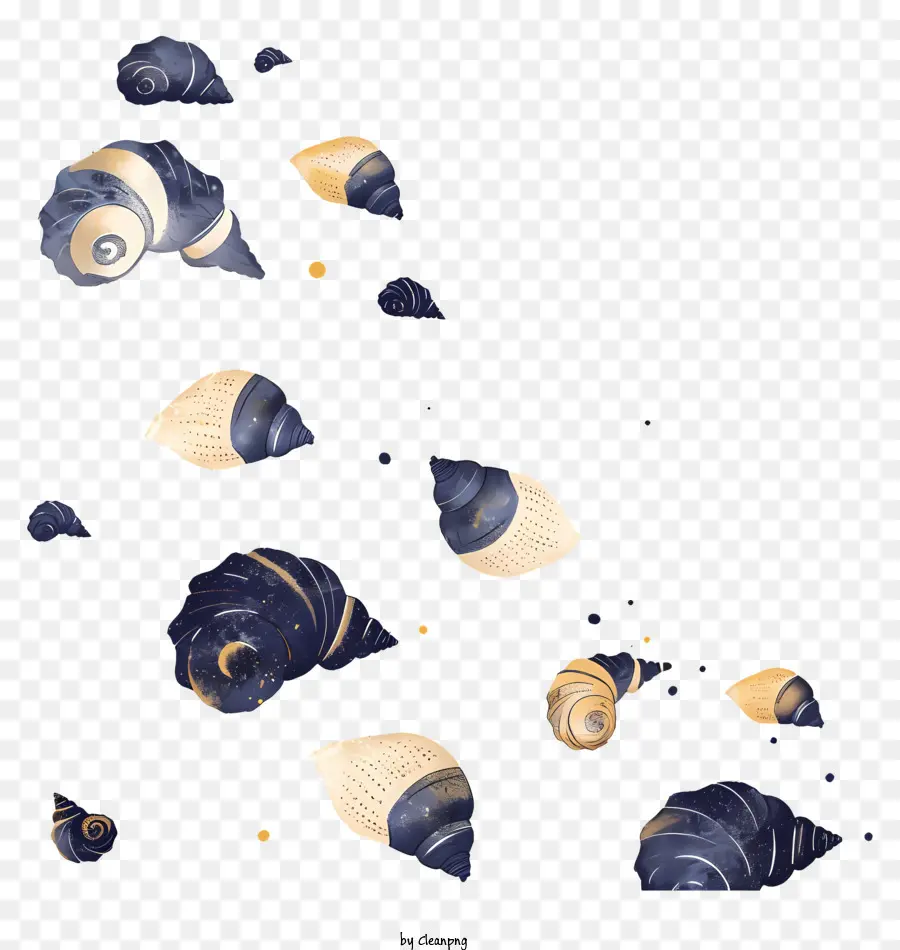 Conchas De Mar，Conchas PNG