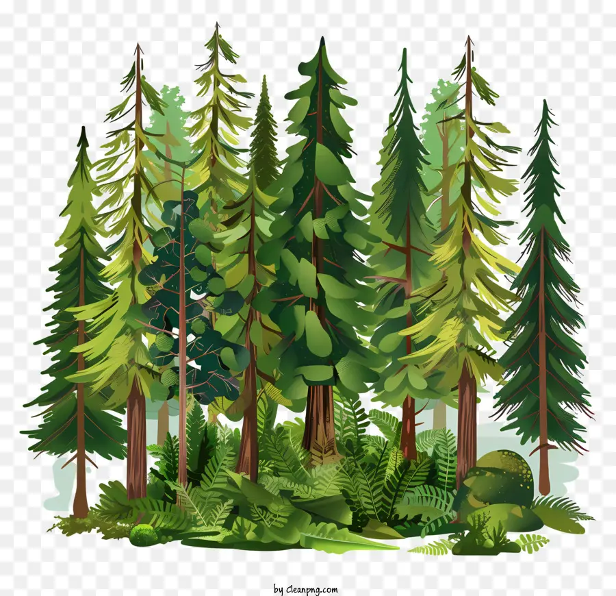 Día Internacional De Los Bosques，Bosque PNG