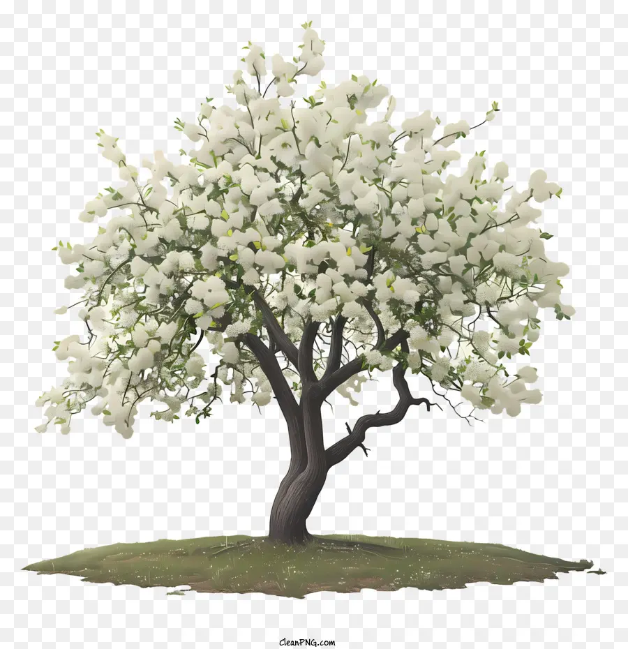 árbol De Primavera，Flores Blancas PNG