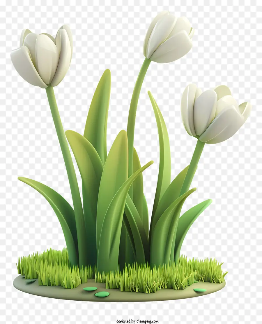 Comienza La Primavera，Tulipanes Blancos PNG