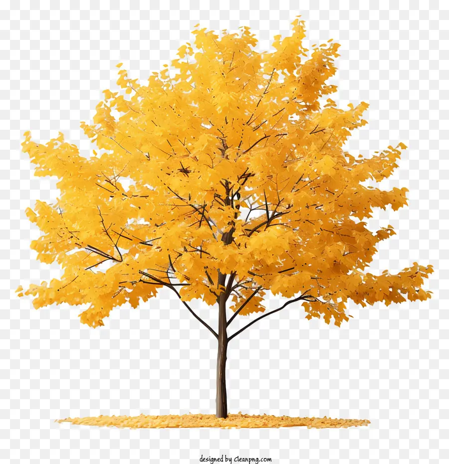 Arce Amarillo，árbol Amarillo PNG