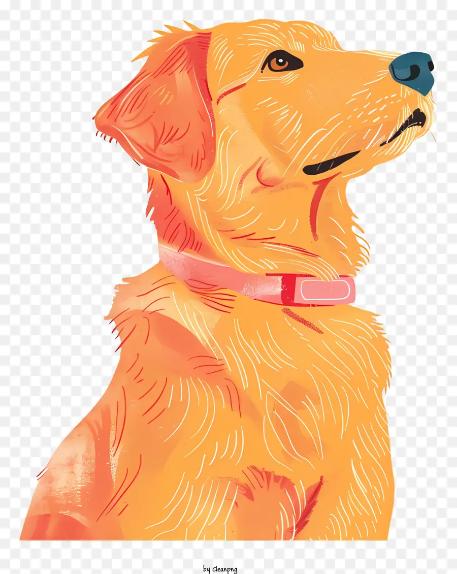 Golden Retriever，Labrador Retriever PNG