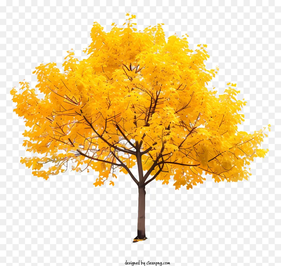 Árbol De Arce Amarillo，Amarillo árbol PNG