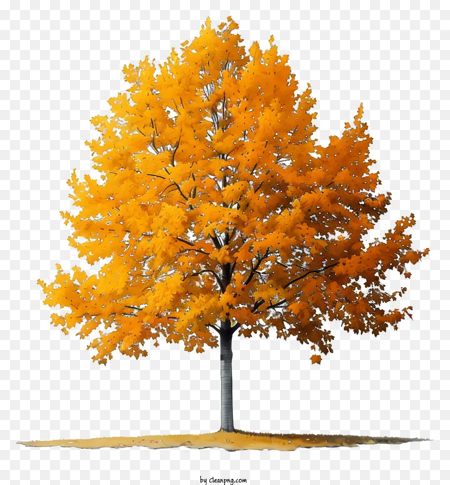 Arce Amarillo，árbol Amarillo PNG