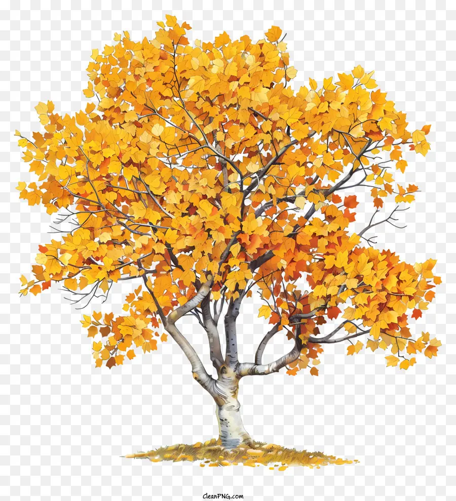 Árbol De Arce Amarillo，Árbol PNG