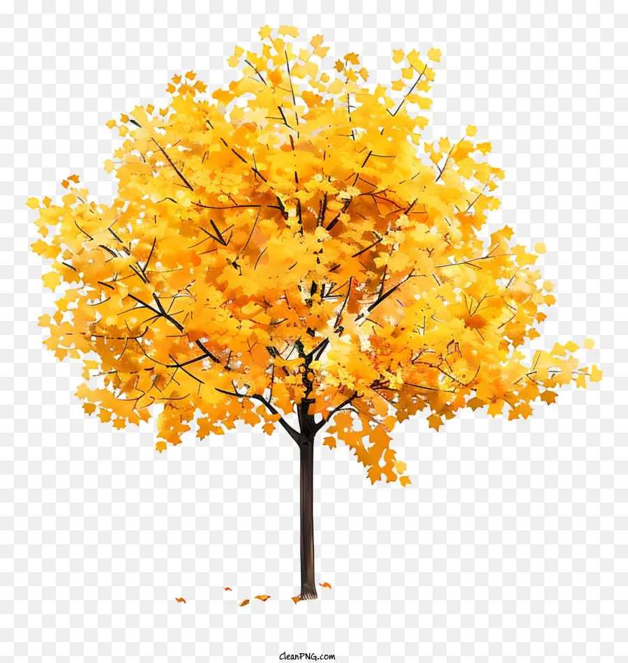 Árbol De Arce Amarillo，Otoño PNG