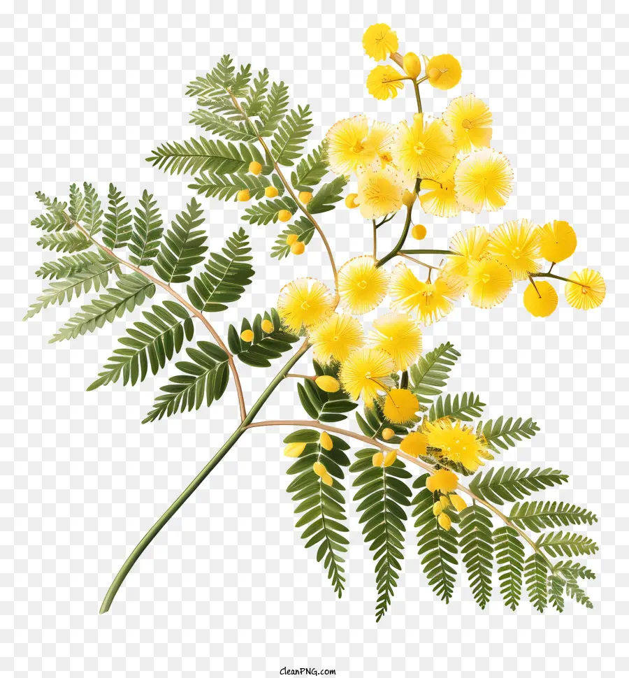 Flores De Mimosa，Flores Amarillas PNG