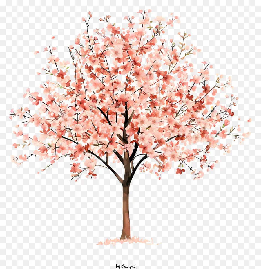 Flor Del árbol De，De Los Cerezos En Flor PNG